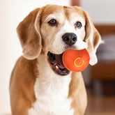 Smart Interactive Dog Toy Bouncing Ball